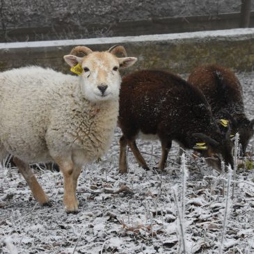 Moutons de Soay